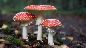 Sarkanas mušmires ar baltiem punktiem meža vidē sēņošanas sezonas laikā Latvijā.