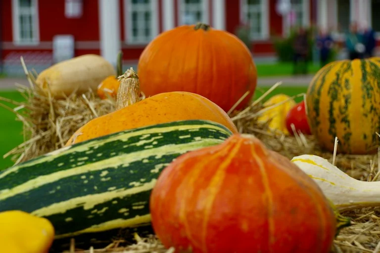 Miķeļi un Mārtiņi Latvijas rudens tradīcijās