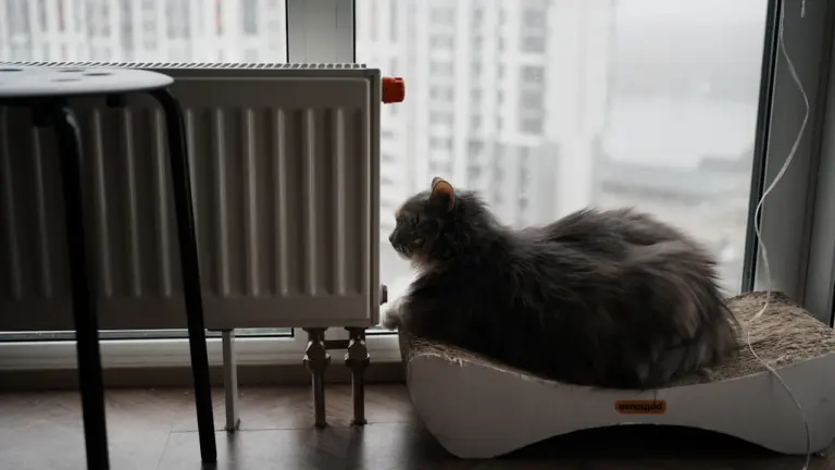 Pūkains pelēks kaķis sēž pie radiatora Rīgas dzīvokļa logā aukstā ziemas dienā.