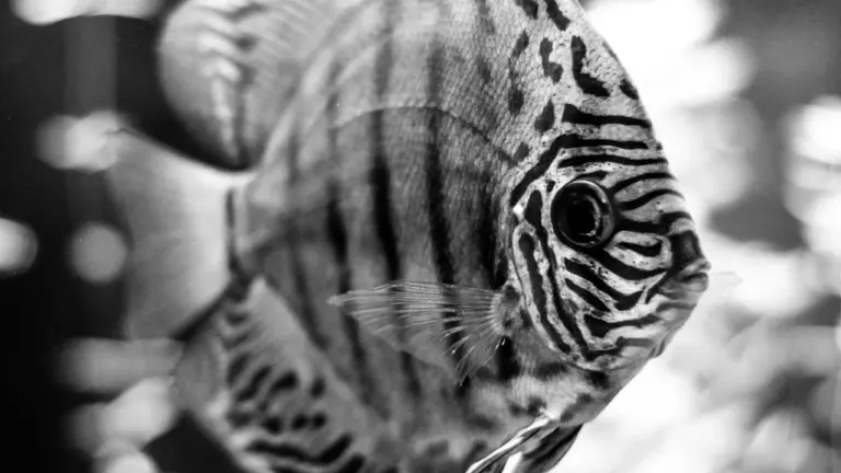 Rīgas ZOO piedāvājumi skolām un ģimenēm: kā plānot ekskursiju 2026. gadā