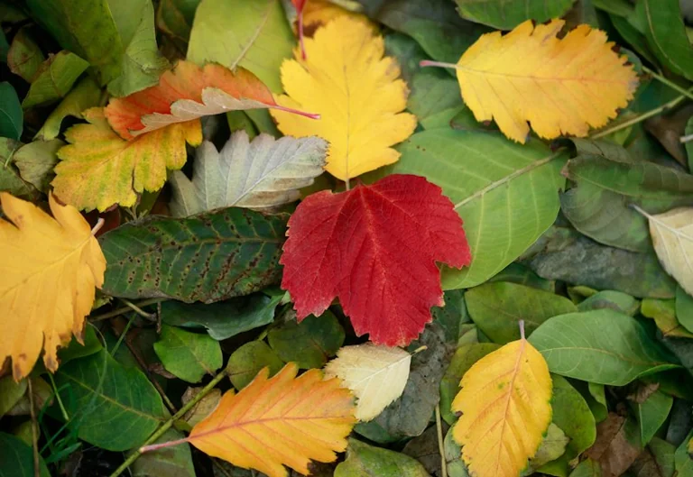 Rudens sākas 22. septembrī: mājas darbi līdz nedēļas nogalei